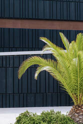 Palmenwedel, die gegen die Außenseite des Gebäudes stoßen - CAVF64301