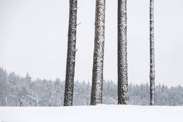 Bäume im Winter - JOHF01949