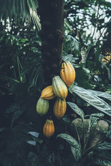 Papaya auf Baum - JOHF01961