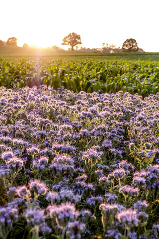 Germany, Schleswig-Holstein, Rettin, Purple flowers growing in field at sunset stock photo