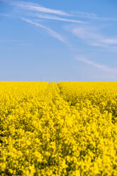 Deutschland, Schleswig-Holstein, Fehmarn, Leuchtend gelbes Rapsfeld im Frühling - EGBF00329