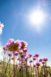 Deutschland, Schleswig-Holstein, Fehmarn, Sonne scheint über rosa blühende Wildblumen - EGBF00332