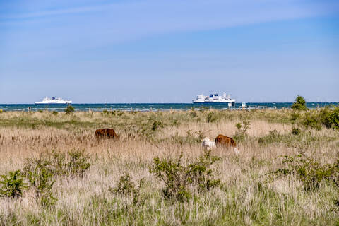 Deutschland, Schleswig-Holstein, Fehmarn, Weidende Rinder auf Küstengras mit Kreuzfahrtschiffen im Hintergrund, lizenzfreies Stockfoto