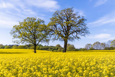 Deutschland, Schleswig-Holstein, Holsteinische Schweiz, Zwei Bäume in einem großen Rapsfeld im Frühling - EGBF00335