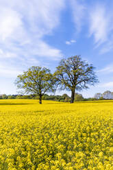 Deutschland, Schleswig-Holstein, Holsteinische Schweiz, Zwei Bäume in einem großen Rapsfeld im Frühling - EGBF00336