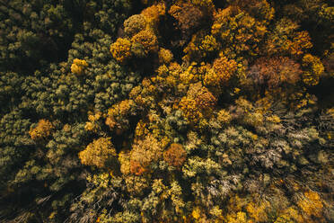 Österreich, Niederösterreich, Luftaufnahme eines bunten Herbstwaldes - HMEF00606