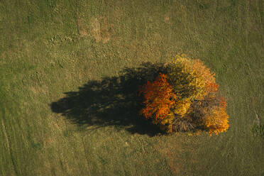 Austria, Lower Austria, aerial view of colorful autumn grove in field - HMEF00607