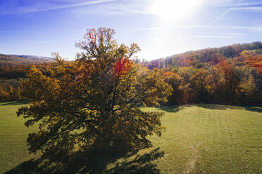 Austria, Lower Austria, aerial view of colorful autumn forest - HMEF00609