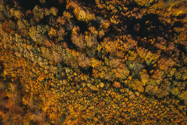 Österreich, Niederösterreich, Luftaufnahme eines bunten Herbstwaldes - HMEF00610