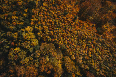 Österreich, Niederösterreich, Luftaufnahme eines bunten Herbstwaldes - HMEF00612