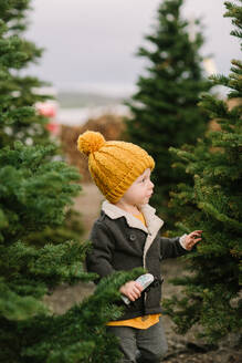Kleinkind Junge schaut sich Weihnachtsbäume an - CAVF64490