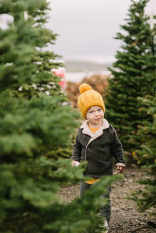 Lächelnder kleiner Junge in einer Weihnachtsbaumfarm - CAVF64493