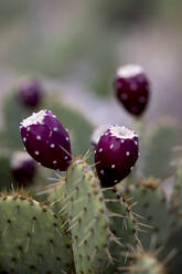 Die Wüstenberge des Sabino Canyon in Tucson sind reich an Flora und Fauna. - CAVF64494