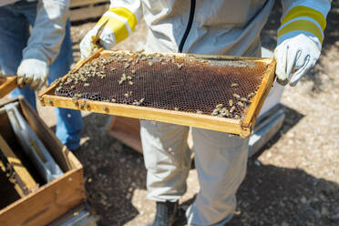 Stadtimker bei der Kontrolle der Bienenstöcke, Ramallah, Westjordanland, Palästina. - CAVF64531