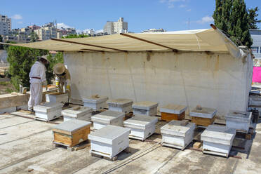 Stadtimker bei der Kontrolle der Bienenstöcke, Ramallah, Westjordanland, Palästina. - CAVF64534