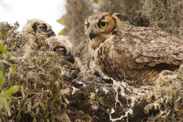 Adult great horned tends to young in nest - CAVF64562