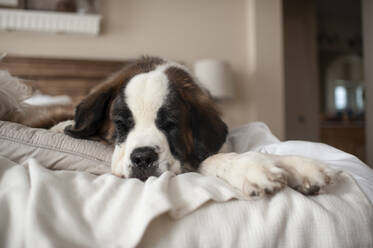 Large Dog laying on a bed at home while taking a nap - CAVF64580