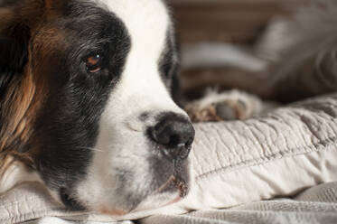 Up close of dogs eye with sweet expression while at home laying down - CAVF64582