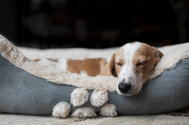 Dackelwelpe schläft gemütlich zu Hause in seinem Hundebett - CAVF64588