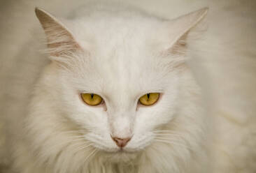 Schöne weiße Katze mit gelben Augen - CAVF64615
