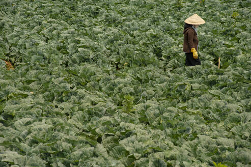Vietnamesische Frau in der Gemüseplantage - CAVF64627