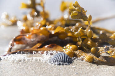 Netherlands, Zeeland, Veere, Westenshouwen, close up of seashell and seaweed on sandy beach - CHPF00597