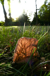 Germany, Saxony, close up of autumn leaf lying on grass - JTF01368