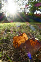 Germany, Saxony, close up of autumn leaves lying on grass - JTF01369