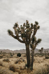 Joshua Tree im Joshua Tree National Park, Kalifornien, USA - LHPF01008