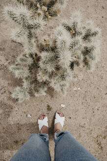 Frau steht neben einem Kaktus, Joshua Tree National Park, Kalifornien, USA - LHPF01027