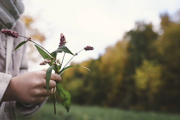 Mädchenhände halten gepflückte Blumen im Herbst, Nahaufnahme - EYAF00506