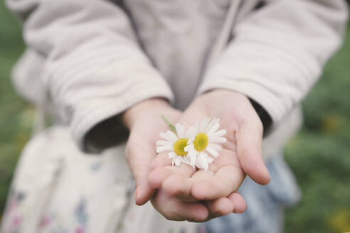 Die Hände eines kleinen Mädchens halten zwei Blütenköpfe von Chamomil, Nahaufnahme - EYAF00508