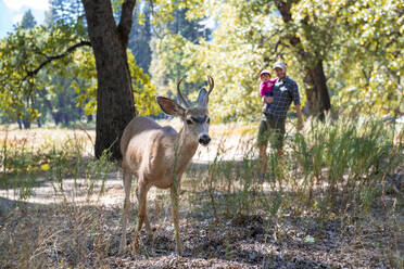 Porträt eines Maultierhirsches, der von einem Vater und einem kleinen Mädchen beobachtet wird, Yosemite National Park, Kalifornien, USA - GEMF03195