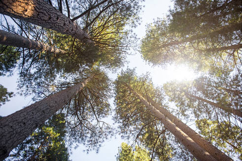 Nadelbäume von unten gesehen, Yosemite National Park, Kalifornien, USA - GEMF03199