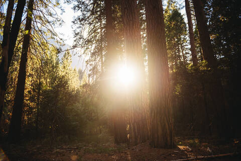 Nadelbäume bei Sonnenuntergang, Yosemite-Nationalpark, Kalifornien, USA, lizenzfreies Stockfoto