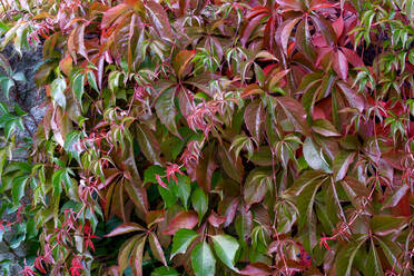 Germany, Saxony, colorful leaves of wild vine - JTF01370