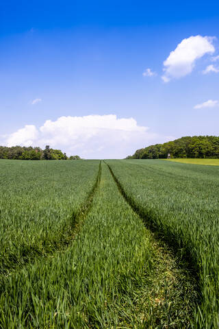 Deutschland, Bayern, Baden-Württemberg, Blick auf ein Feld, lizenzfreies Stockfoto