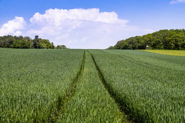 Deutschland, Bayern, Baden-Württemberg, Blick auf ein Feld - EGBF00345