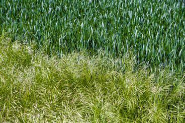 Germany, Bavaria, Baden-Wuerttemberg, close-up of grass - EGBF00346