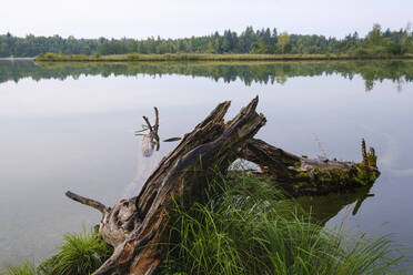 Deutschland, Bayern, Oberbayern, Naturschutzgebiet Isarauen, Ickinger Stausee, alter Baumstamm am Seeufer - SIEF09127