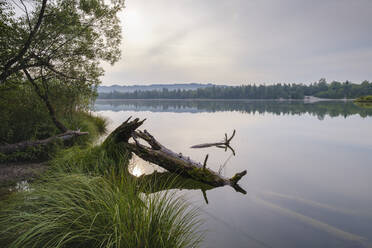 Germany, Bavaria, Upper Bavaria, nature reserve Isarauen, Ickinger reservoir, old tree trunk on lakeshore - SIEF09128