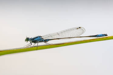 Deutschland, Bayern, Oberbayern, Blauschwänzige Heidelibelle (Ischnura elegans) auf Gras - SIEF09132