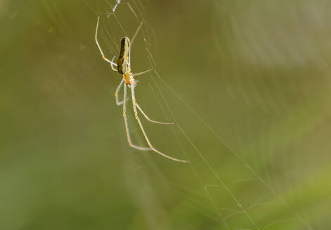 Deutschland, Bayern, Oberbayern, Pupplinger Au, Tetragnatha-Spinne auf ihrem Netz - SIEF09133