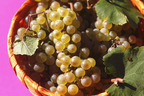 Nahaufnahme von jungen Weintrauben in einer Schale, lizenzfreies Stockfoto