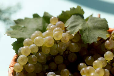 Nahaufnahme von jungen Weintrauben in einer Schale - JTF01375