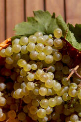 Nahaufnahme von jungen Weintrauben in einer Schale - JTF01377