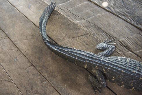 Alligator Schwanz und Holz Hintergrund - CAVF64728