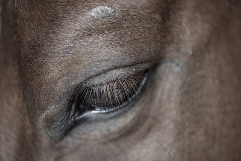 Horse eye - CAVF64749