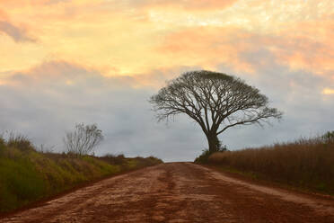 Schotterstraße und Baum auf dem Lande - CAVF64752