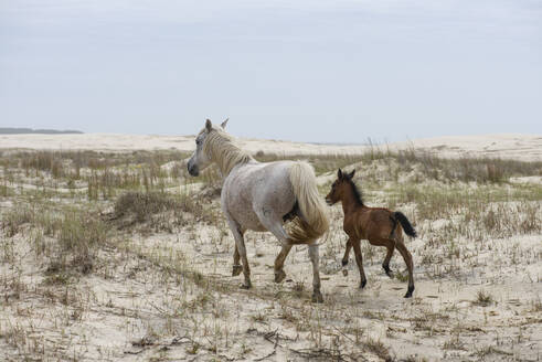 Pferd und Kalb laufen in den Stranddünen - CAVF64756